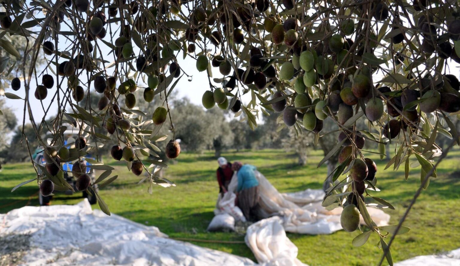 Оливки растут в Азербайджане